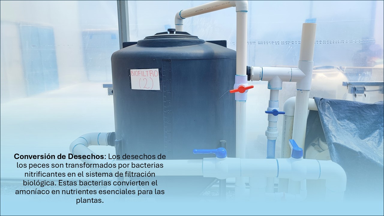biofiltro